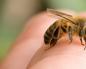 К чему снятся пчелы и мед Сон про пчел что значит