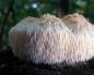Ежовик гребенчатый, Львиная грива, Бородатый гриб, Грибная лапша (Hericium erinaceus)