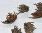Ранункулюс: посадка и уход Как хранить луковицы ранункулюса зимой