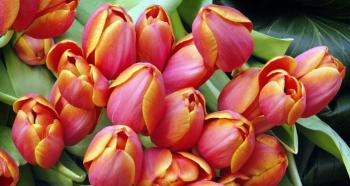 Тюльпан цветок. Выращивание тюльпанов. Уход за тюльпанами. Самые красивые тюльпаны в мире: сорта и много фото Что такое тюльпан