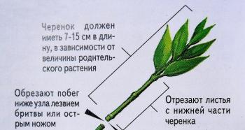 Размножение рододендрона черенкованием, семенами