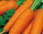 Способы борьбы с пожелтением и высыханием листьев на ботве у моркови Морковка растет в земле